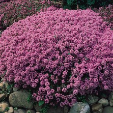 Materina dúška - dúška tymianová