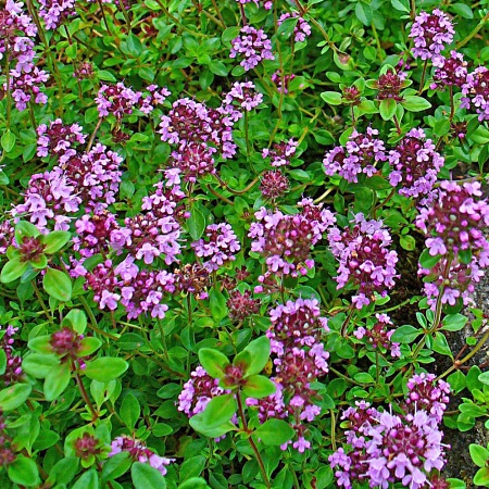 Materina dúška - dúška tymianová