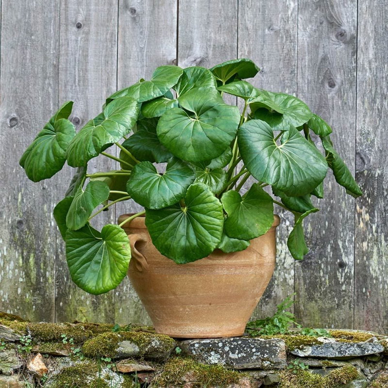 Farfugium japonský ´Giganteum´