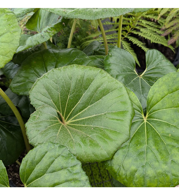 Farfugium japonský ´Giganteum´