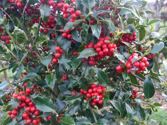 Cezmína ostrolistá ´Alaska´