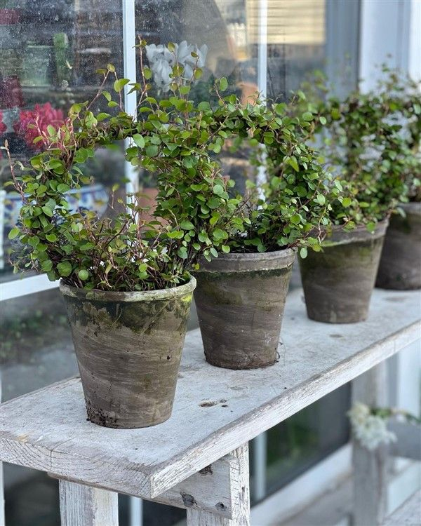 Muhlenbeckia axillaris