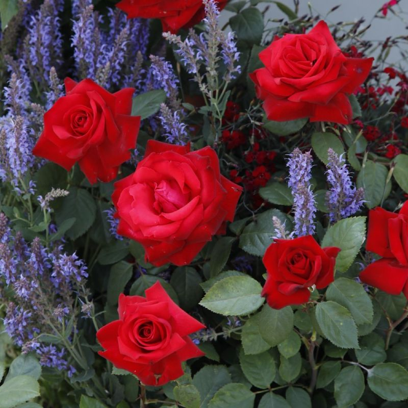 Ruža ´Grand Amore´