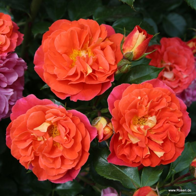 Ruža ´Gebrüder Grimm´