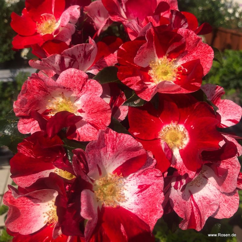 Ruža ´Simsalabim´