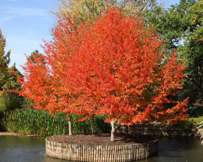 Tupelo lesné  - Nyssa sylvatica