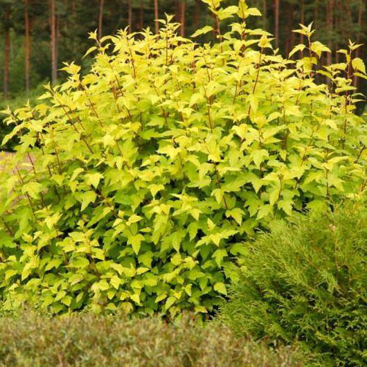 Tavoľa kalinolistá Dart´s Gold