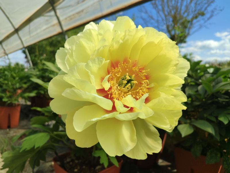 Pivonka itoh ’Bartzella’  hybrid