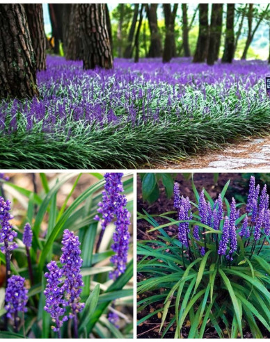 Liriopa modrincová ´Purple Passion´ 9x9