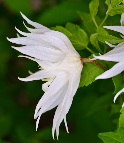 Plamienok  ‘Albina Plena´