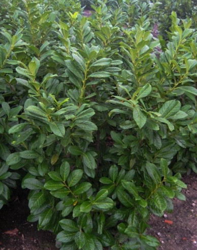 Vavrínovec lekársky ´Novita´ 3L