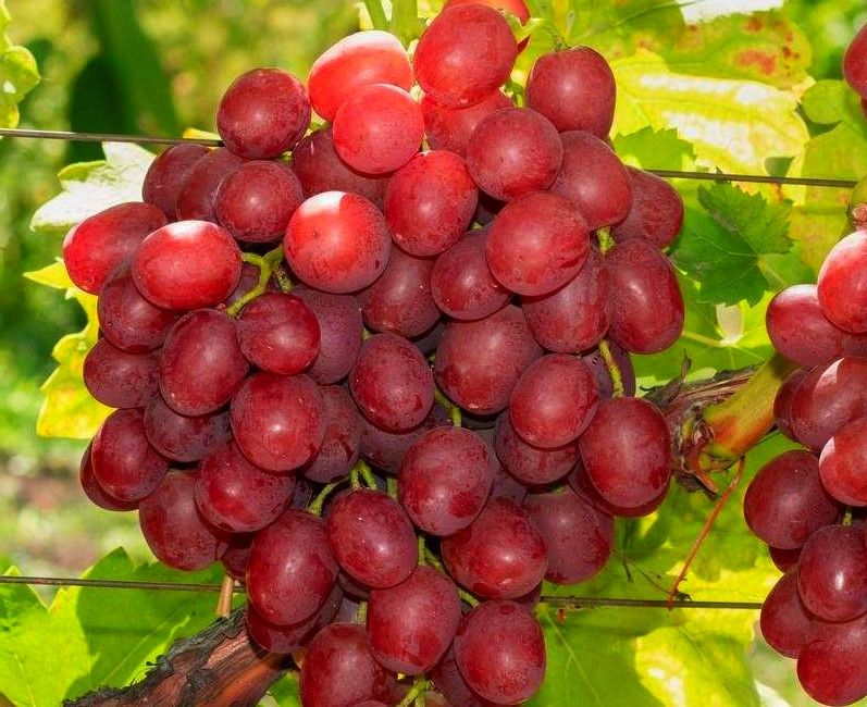 Vinič stolový ´Vanesa´