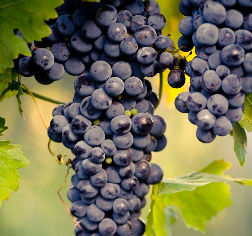 Vinič stolový ´Muscat Blue´