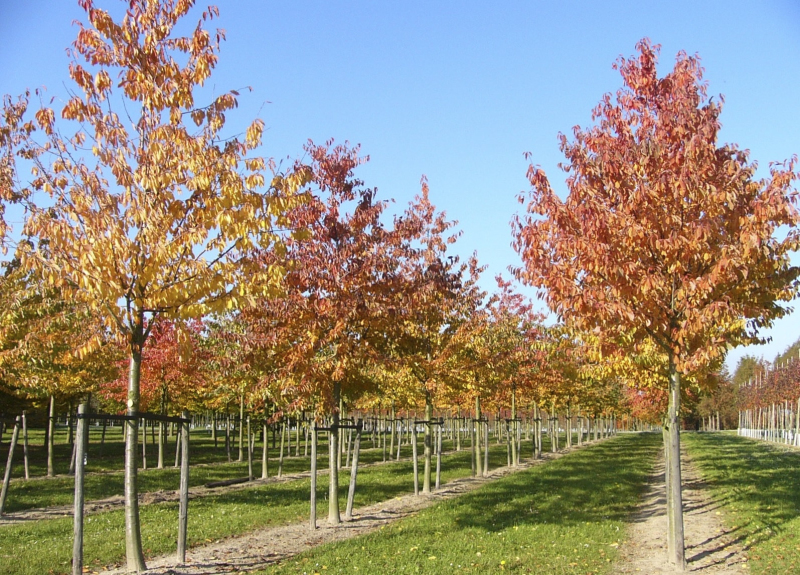 Čerešňa vtáčia ´Plena´