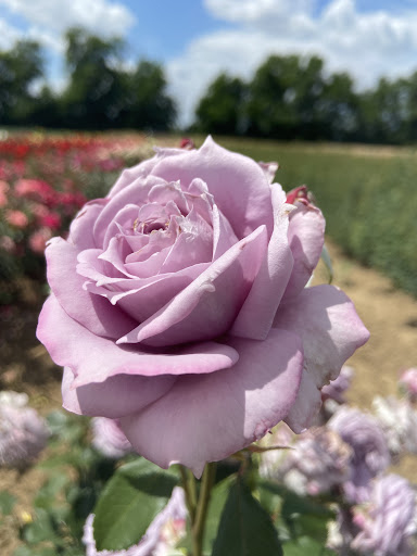 Ruža stromčeková ´INNOVA´