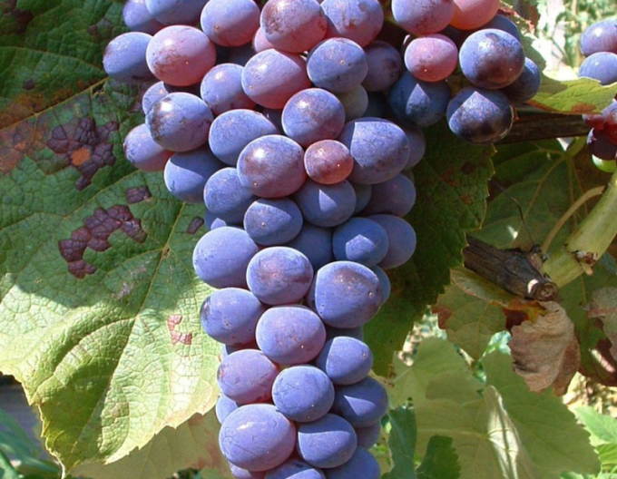 Vinič stolový ´Venus´, 2l kont.