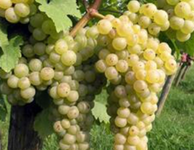 Vinič stolový ´Chrupka biela´, 2l kont.