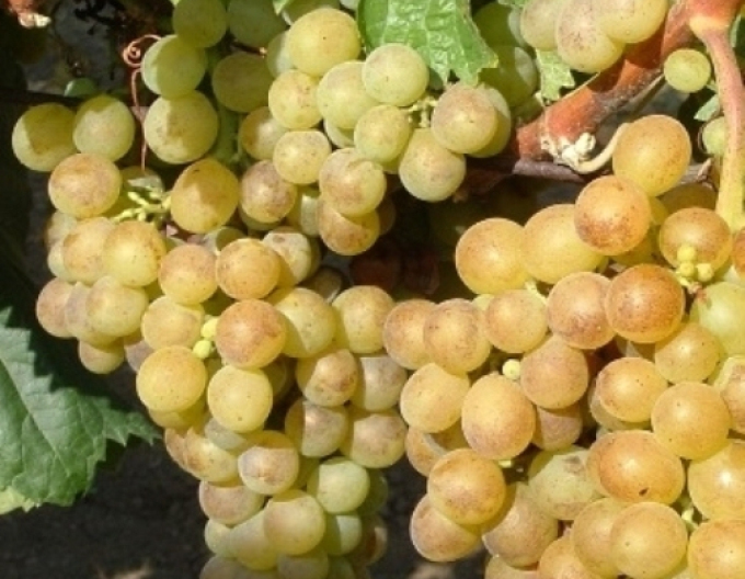 Vinič stolový ´Polockei Muskotal´, 2l kont.