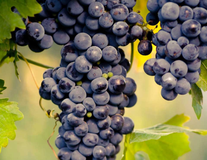 Vinič stolový ´Muscat Blue´, 2l kont.