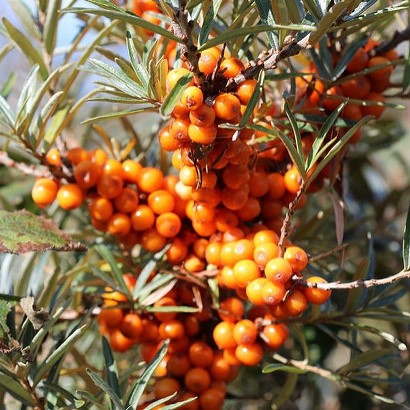 Rakytník samica ´Krasavica´