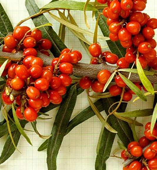 Rakytník samica ´Aromat´