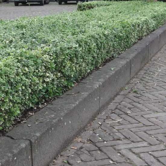 Bršlen fortuneov "EMERALD GAIETY"