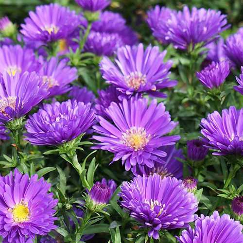 Astra novi-belgii ´Magic Purple´