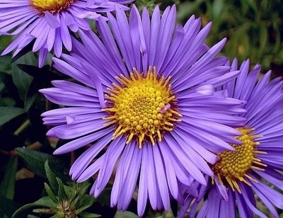 Astra novi-belgii ´Magic Purple´