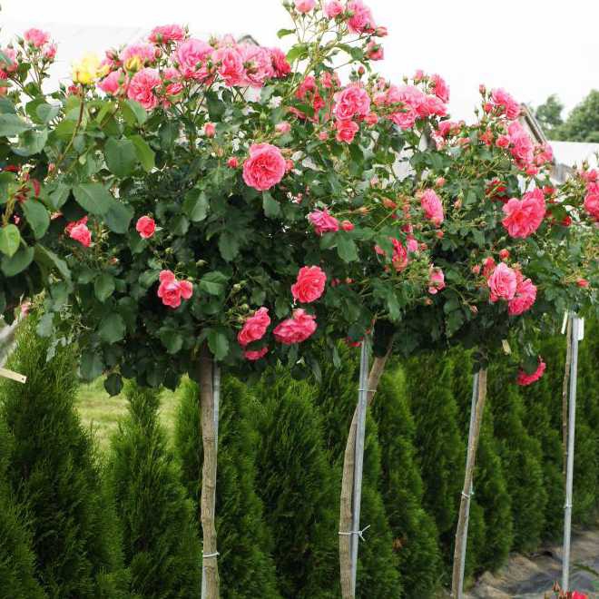 Ruža stromčeková ´Kimono´