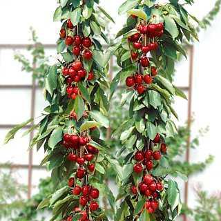 Čerešňa stĺpová ´Sylvia´, podp. Mahalebka, voľnok.