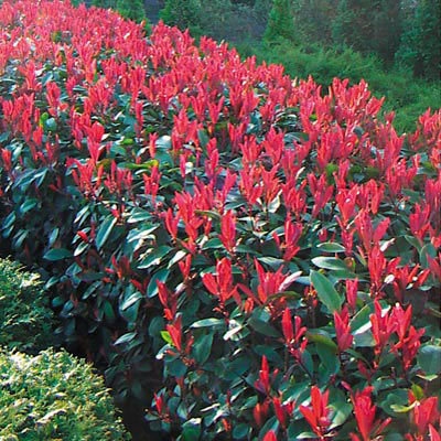 Červienka Fraserova ´ Little Red Robin´