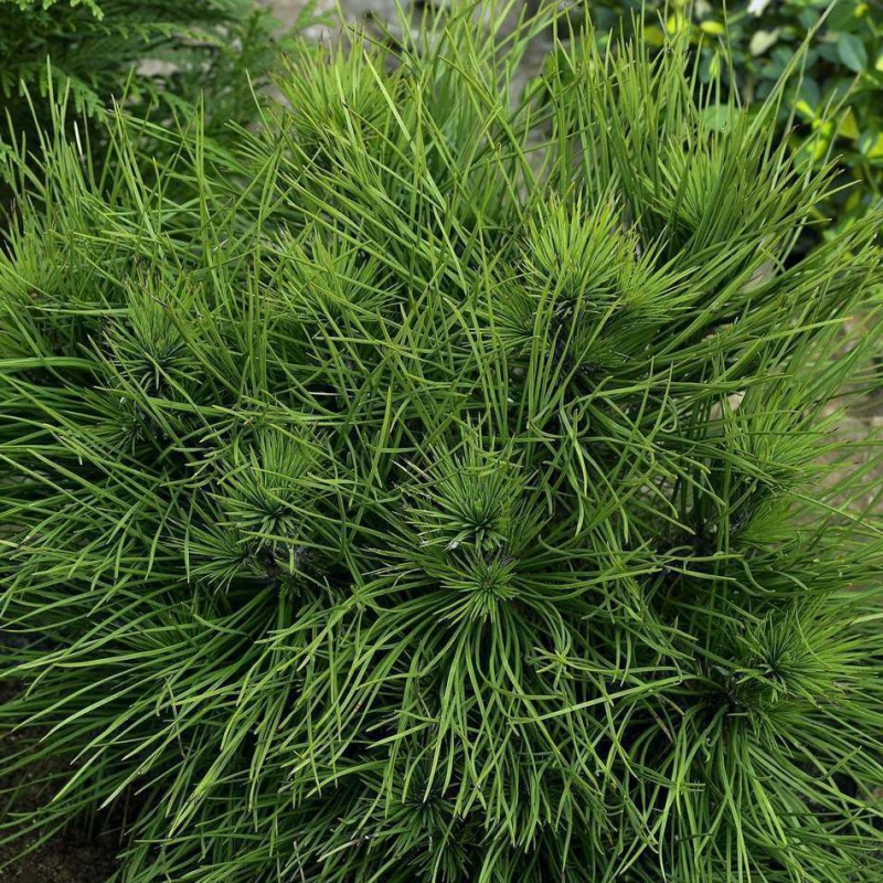 Borovica čierna ’ Spielberg ’