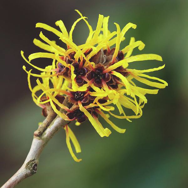 Hamamel prostredý ´Arnold Promise´