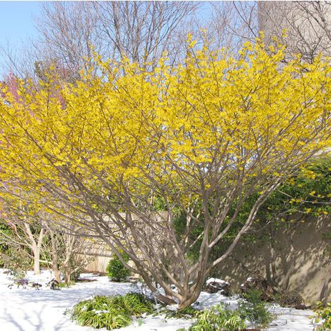 Hamamel prostredý ´Arnold Promise´