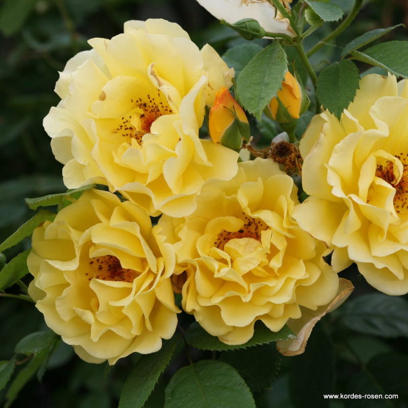 Ruža ´Golden Gate´