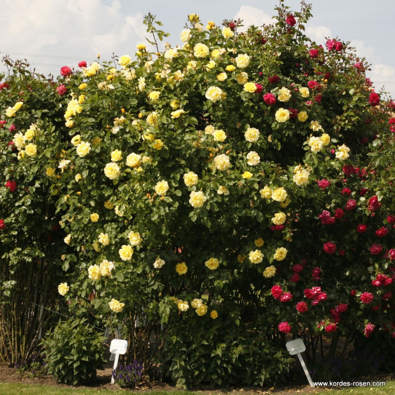 Ruža ´Golden Gate´