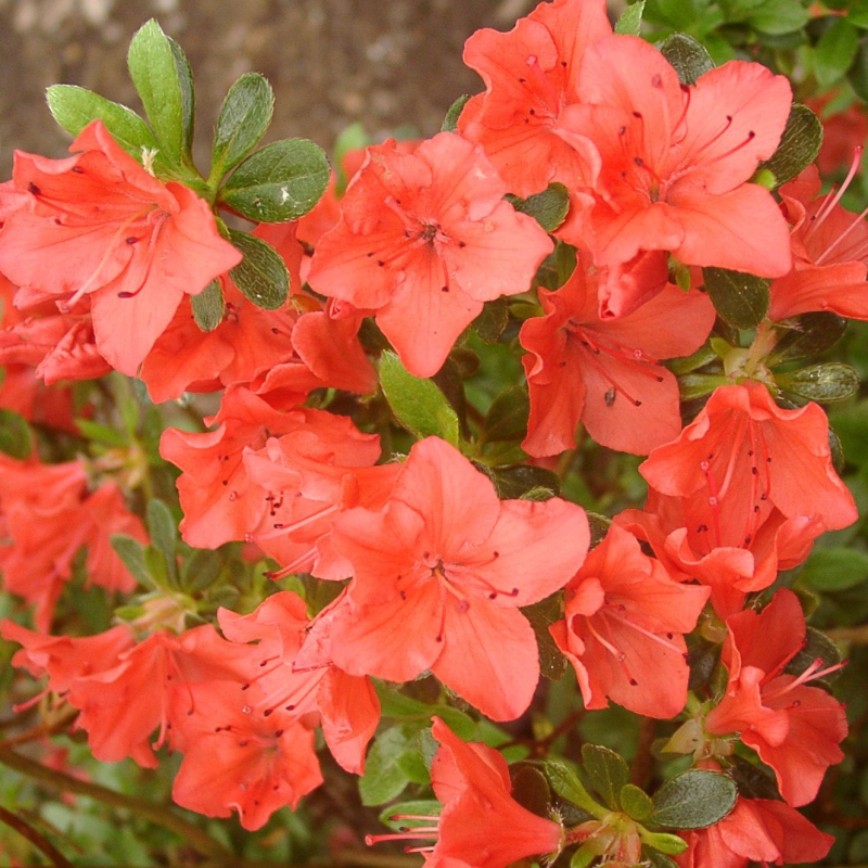 Azalka japonská ´Geisha Orange´