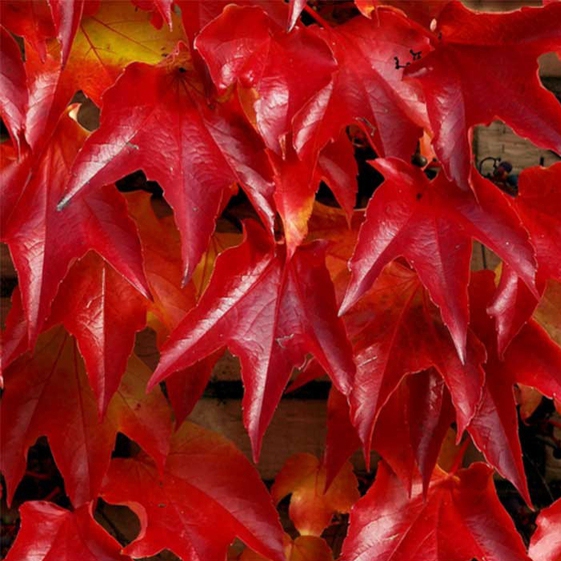 Pavinič trojlaločný ´Veitchii´