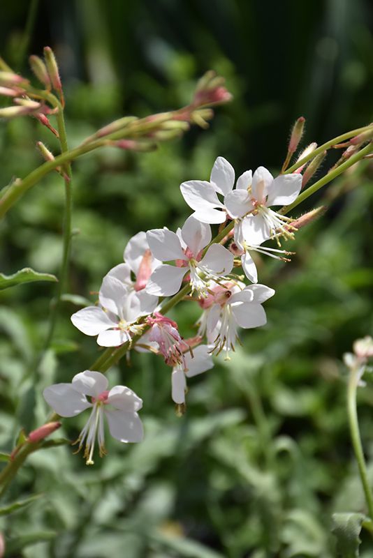 Gaura ʹWhirling Butterfliesʹ