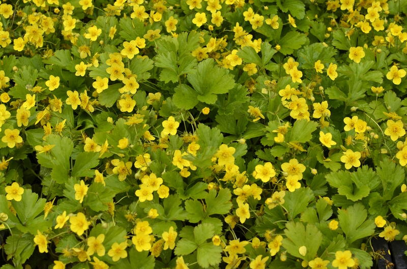 Valdštejnka trojpočetná