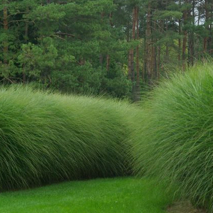 Ozdobnica čínska ´Gracillimus´ 2l