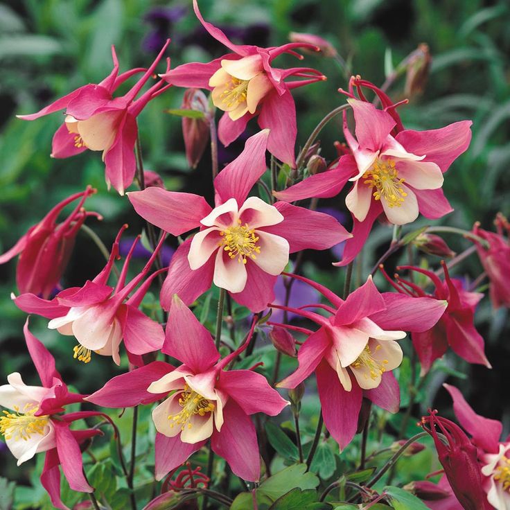 Orlíček spring magic ´Rose White´