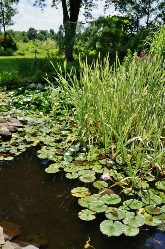 Pálka širokolistá