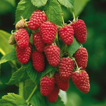 Malina červená ´Autumn Bliss´ STÁLORODIACA