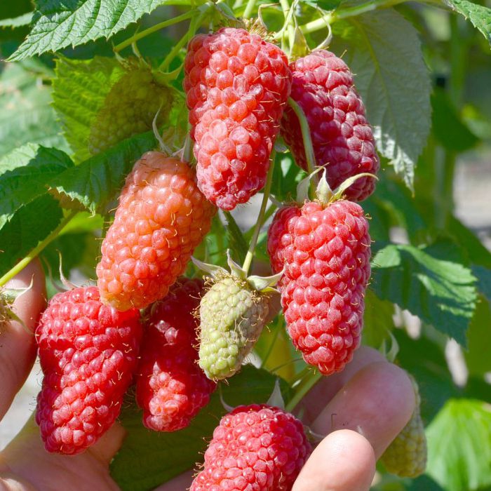 Malina ´Gordost Rosyi´ BEZTŔNNA VEĽKOPLODIACA