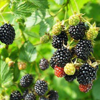 Černica ´Čačanska Bestrna´