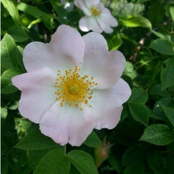 Ruža plodová (šipková)