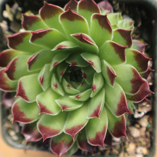 Skalnica vždyzelená MIX