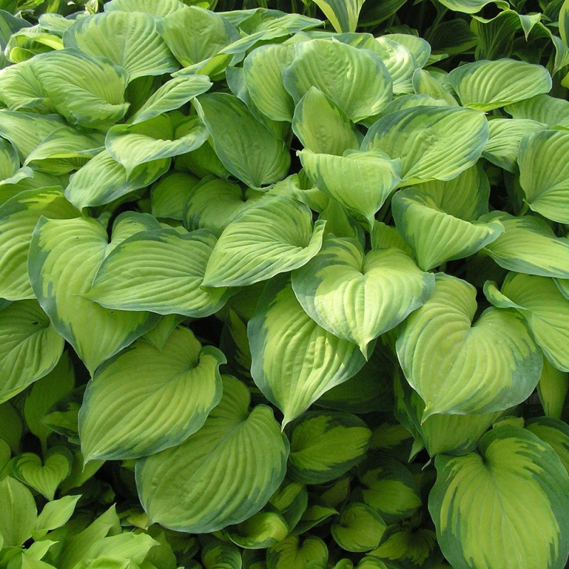 Hosta  ´Guacamole´