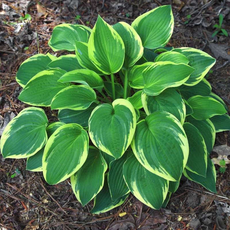 Hosta  ´Francee´